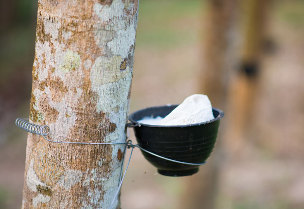 Natural latex tree