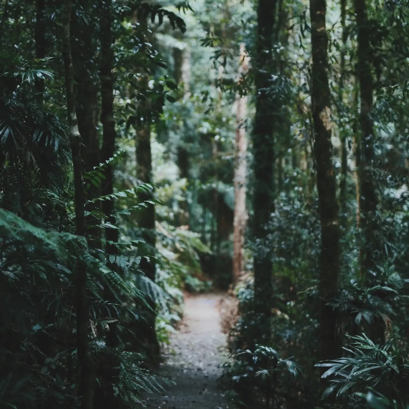 Thick forest with a narrow path leading into it