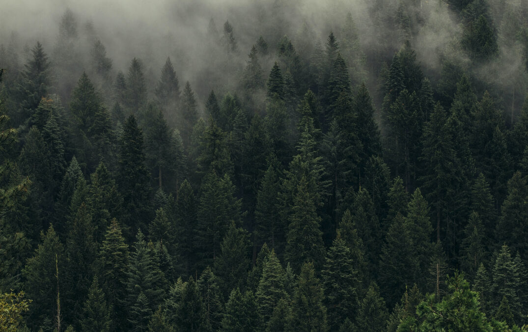 trees in misty forest