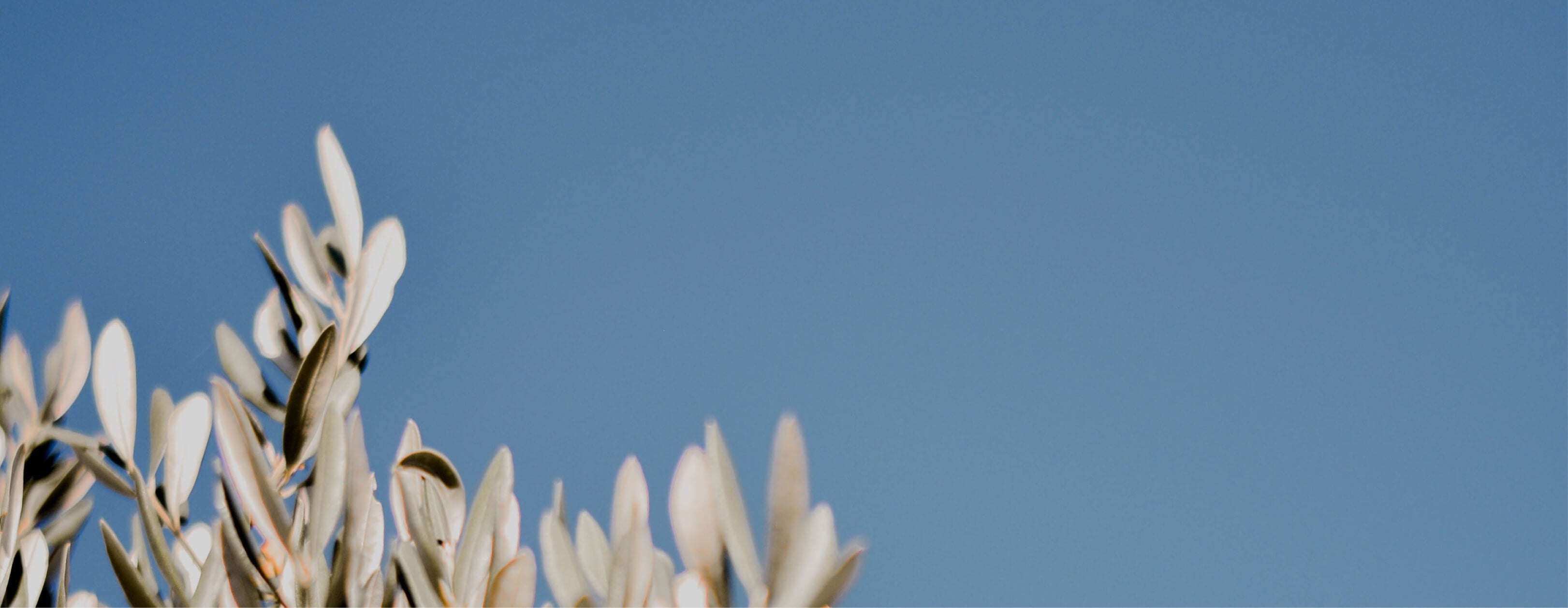 Leaves against blue sky