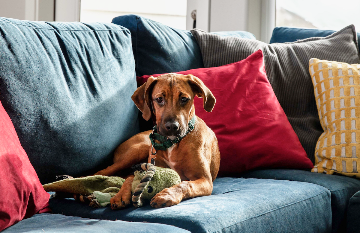 Pet-Friendly Furniture Tips