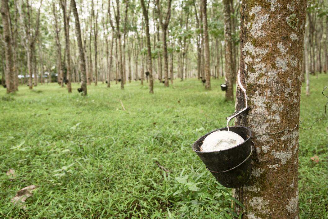 latex tree with bucket collecting sap