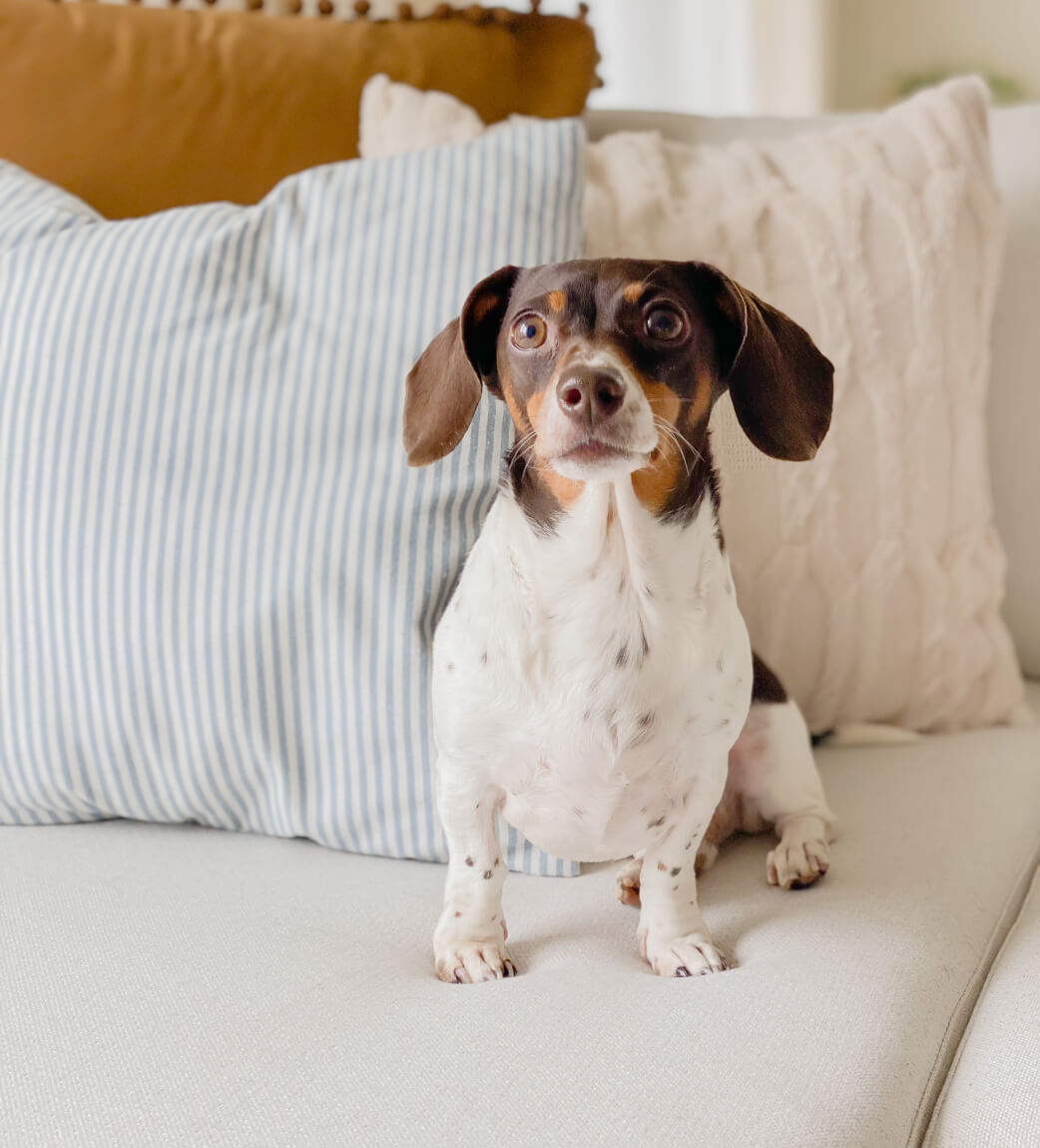 dog sitting on white sofa