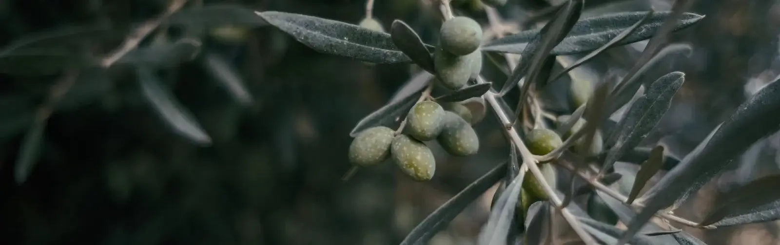 Olive branches used to make olive tanned leather