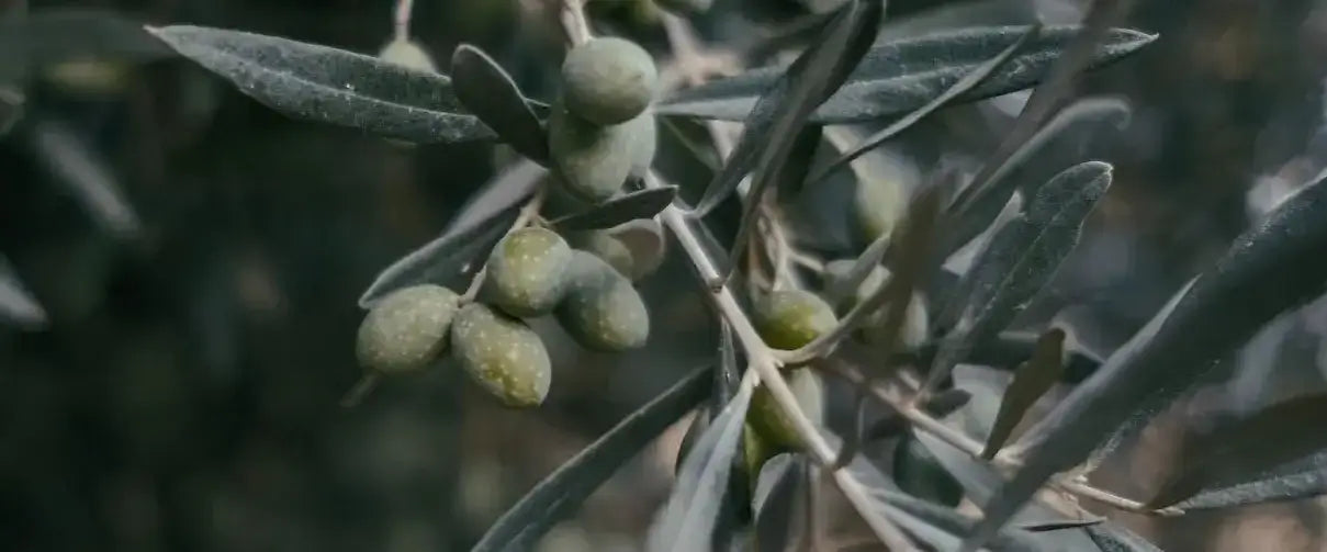 Olive branches used to make olive tanned leather