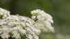 bee collecting nectar on queen anne's lace