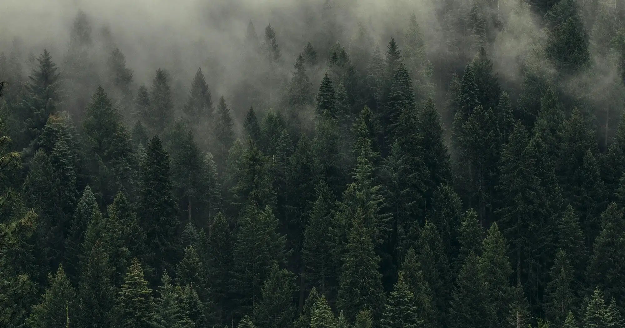 Dense forest with fog